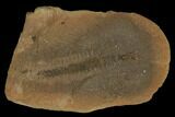 Fossil Worm (Astreptoscolex) - Illinois #120927-1